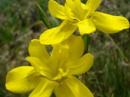 Moraea ramosissima round-tipped tepals